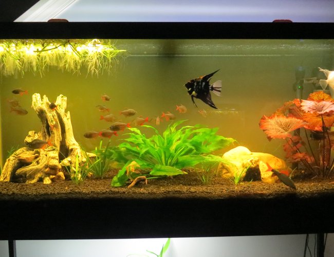 75 gallons planted tank (mostly live plants and fish) - 75 gallon planted tank 75 gallons planted tank (mostly live plants and fish) - 75 gallon planted tank