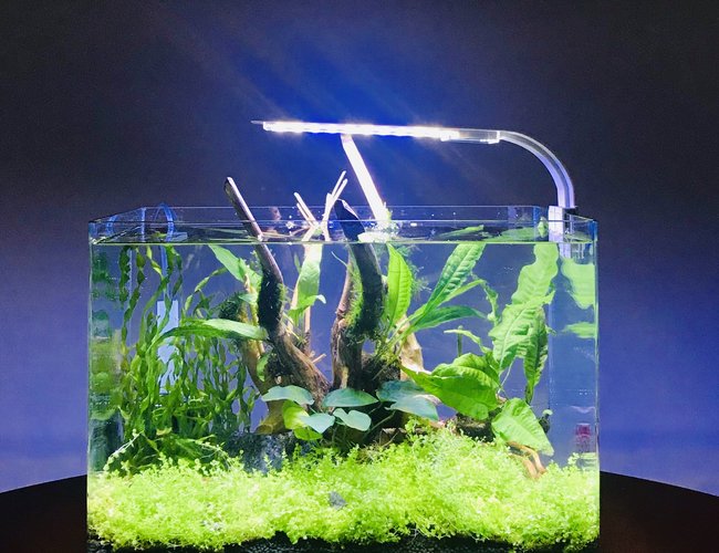 10 gallons planted tank (mostly live plants and fish) - My 10L Betta tank 10 gallons planted tank (mostly live plants and fish) - My 10L Betta tank