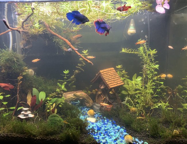 20 gallons planted tank (mostly live plants and fish) - Betta village 20 gallons planted tank (mostly live plants and fish) - Betta village
