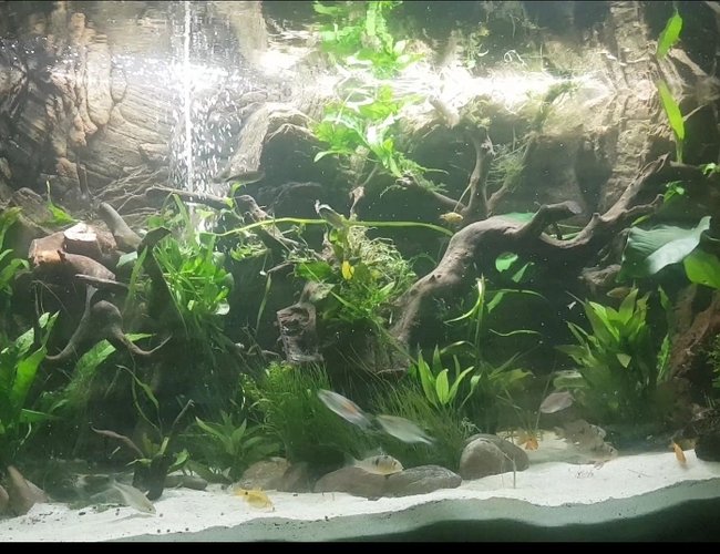100 gallons planted tank (mostly live plants and fish) - One month old 100 gallons planted tank (mostly live plants and fish) - One month old