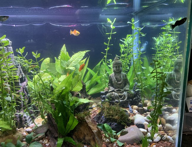 40 gallons planted tank (mostly live plants and fish) - Did some weekly maintenance. Plants are growing nicely. 40 gallons planted tank (mostly live plants and fish) - Did some weekly maintenance. Plants are growing nicely.