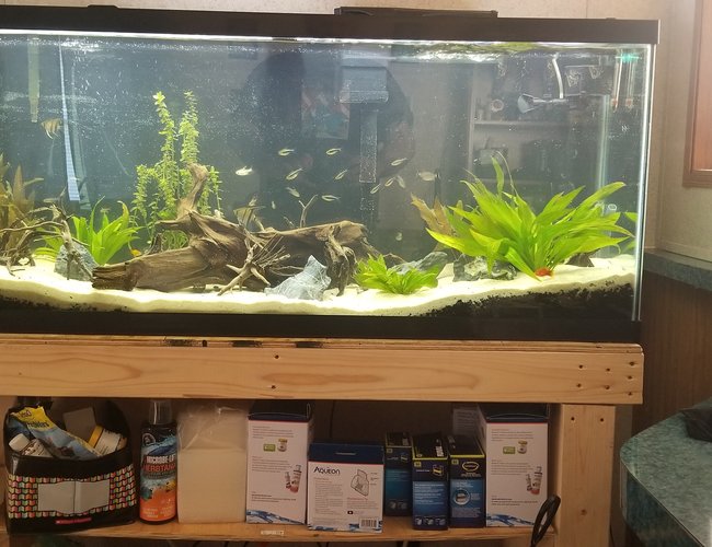 55 gallons planted tank (mostly live plants and fish) - My community for my 4 boys! 55 gallons planted tank (mostly live plants and fish) - My community for my 4 boys!