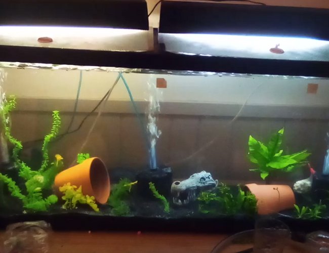 55 gallons planted tank (mostly live plants and fish) - my 55 gallon tank which is almost finished cycling 55 gallons planted tank (mostly live plants and fish) - my 55 gallon tank which is almost finished cycling