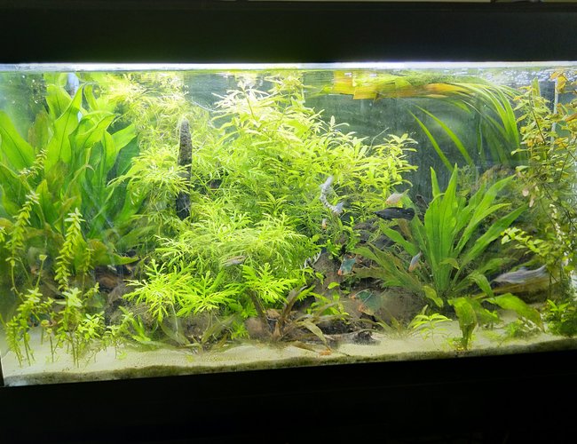 55 gallons planted tank (mostly live plants and fish) - Front view full lighting, due for a rescape 55 gallons planted tank (mostly live plants and fish) - Front view full lighting, due for a rescape
