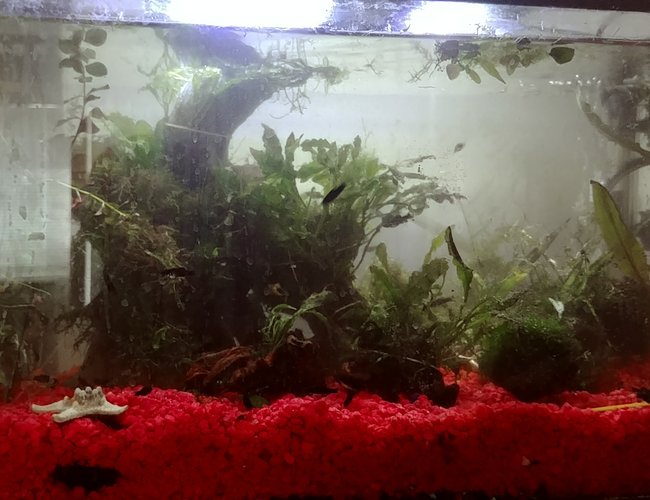 135 gallons planted tank (mostly live plants and fish) - 10 gallon fry raising tank 135 gallons planted tank (mostly live plants and fish) - 10 gallon fry raising tank