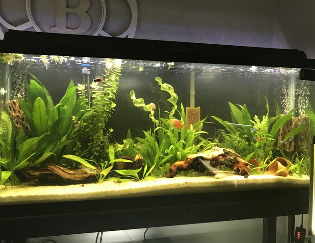 55 gallons planted tank (mostly live plants and fish) - 55 gal 55 gallons planted tank (mostly live plants and fish) - 55 gal