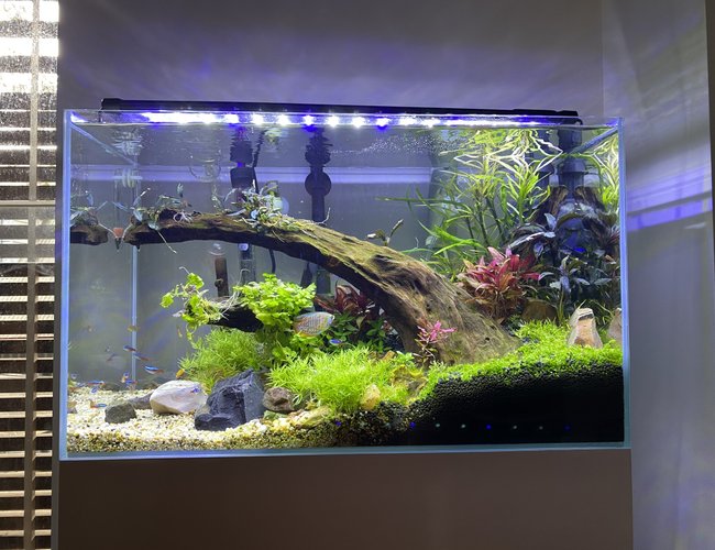 23 gallons planted tank (mostly live plants and fish) - Two months in 23 gallons planted tank (mostly live plants and fish) - Two months in