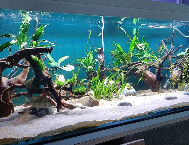 134 gallons planted tank (mostly live plants and fish) - Rio Tapajos themed 134 gallons planted tank (mostly live plants and fish) - Rio Tapajos themed
