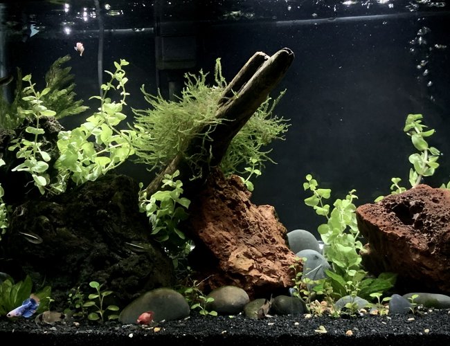 20 gallons planted tank (mostly live plants and fish) - 20 gallon high, Betta Sorority Community 20 gallons planted tank (mostly live plants and fish) - 20 gallon high, Betta Sorority Community