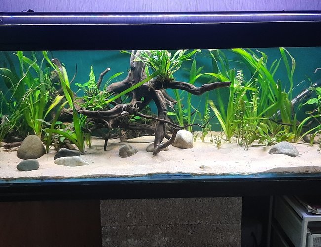 134 gallons planted tank (mostly live plants and fish) - Planted with low demanding plants, Redmoor roots and sand simple setup. 134 gallons planted tank (mostly live plants and fish) - Planted with low demanding plants, Redmoor roots and sand simple setup.