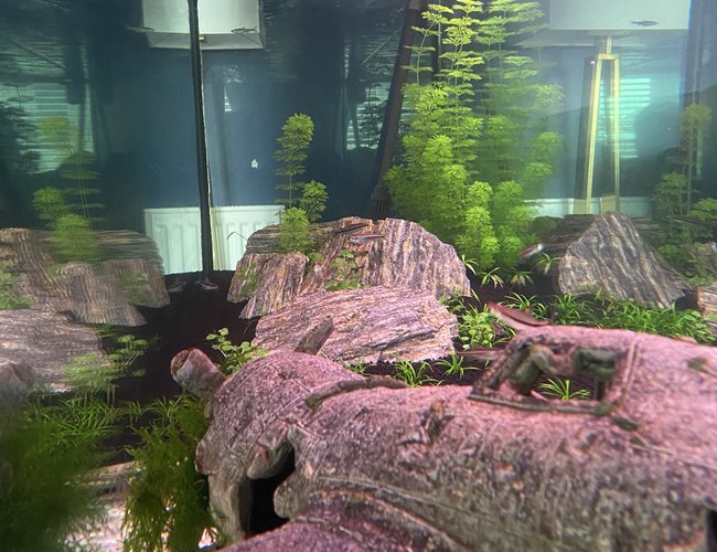 100 gallons planted tank (mostly live plants and fish) - Denison barb, Rainbow shiners and Hillstream lochesy 100 gallons planted tank (mostly live plants and fish) - Denison barb, Rainbow shiners and Hillstream lochesy