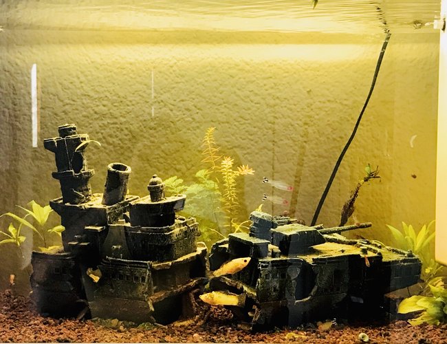 55 gallons planted tank (mostly live plants and fish) - Panoramic view 100L 55 gallons planted tank (mostly live plants and fish) - Panoramic view 100L