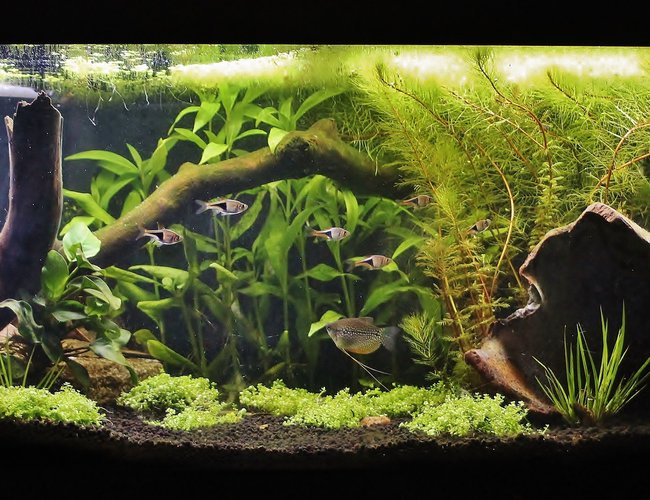 50 gallons planted tank (mostly live plants and fish) - 50 gallons low tech tank. Ph: 6.5 Stocking: 2 pearl gouramies, 6 harlequin rasboras, nerites. 50 gallons planted tank (mostly live plants and fish) - 50 gallons low tech tank. Ph: 6.5 Stocking: 2 pearl gouramies, 6 harlequin rasboras, nerites.