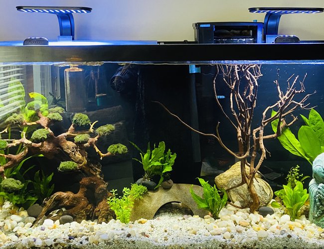 55 gallons planted tank (mostly live plants and fish) - Zen Garden 55 gallons planted tank (mostly live plants and fish) - Zen Garden