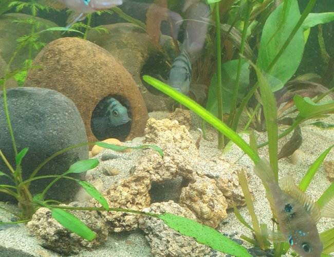 44 gallons planted tank (mostly live plants and fish) - Honduran red points breeding 44 gallons planted tank (mostly live plants and fish) - Honduran red points breeding