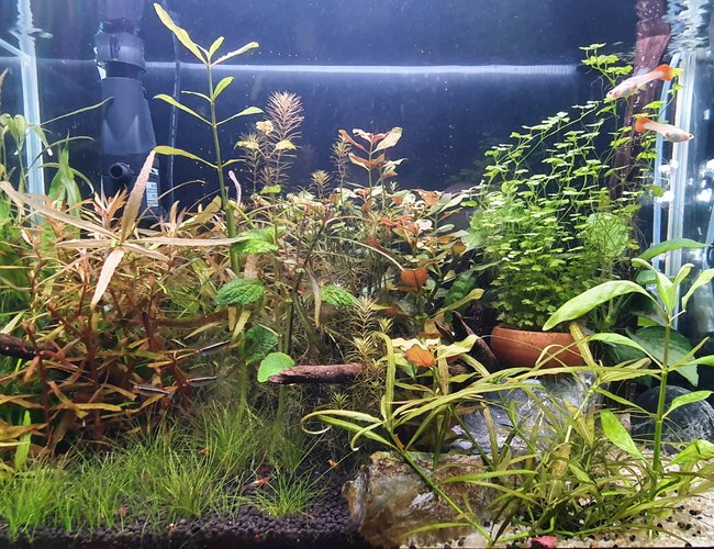 20 gallons planted tank (mostly live plants and fish) - Mixed planted 20 gallons planted tank (mostly live plants and fish) - Mixed planted
