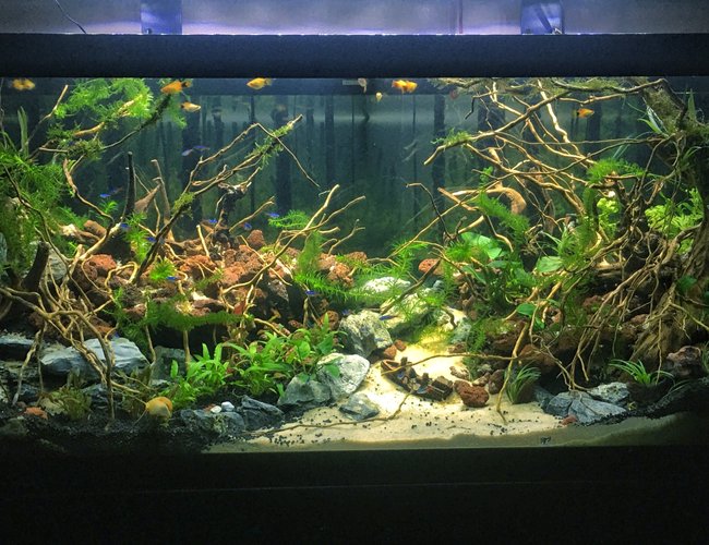 75 gallons planted tank (mostly live plants and fish) - A tank that took me 1 month and 1000$ to finish :)))) 75 gallons planted tank (mostly live plants and fish) - A tank that took me 1 month and 1000$ to finish :))))