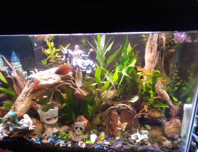 29 gallons planted tank (mostly live plants and fish) - Find the Mermaid and Water Fairies and Seahorses. 29 gallons planted tank (mostly live plants and fish) - Find the Mermaid and Water Fairies and Seahorses.