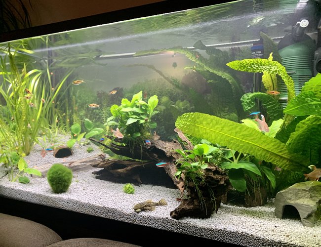 33 gallons planted tank (mostly live plants and fish) - 6 month old tank 33 gallons planted tank (mostly live plants and fish) - 6 month old tank
