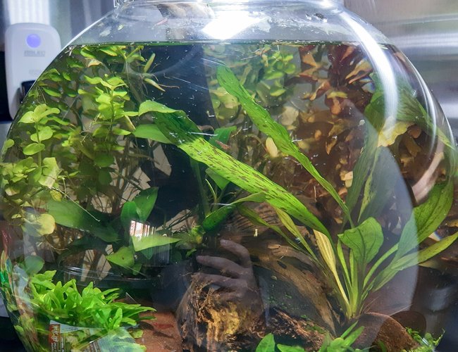 5 gallons planted tank (mostly live plants and fish) - 5 Gallons planted shrimp tank. 5 gallons planted tank (mostly live plants and fish) - 5 Gallons planted shrimp tank.