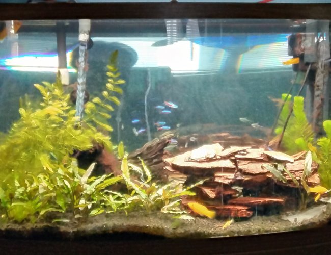 46 gallons planted tank (mostly live plants and fish) - Tank 1 46 gallons planted tank (mostly live plants and fish) - Tank 1
