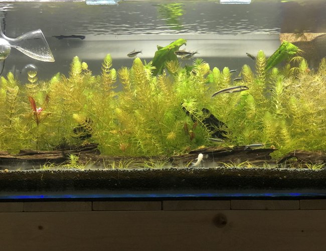 15 gallons planted tank (mostly live plants and fish) - Peaceful 15 gallons planted tank (mostly live plants and fish) - Peaceful