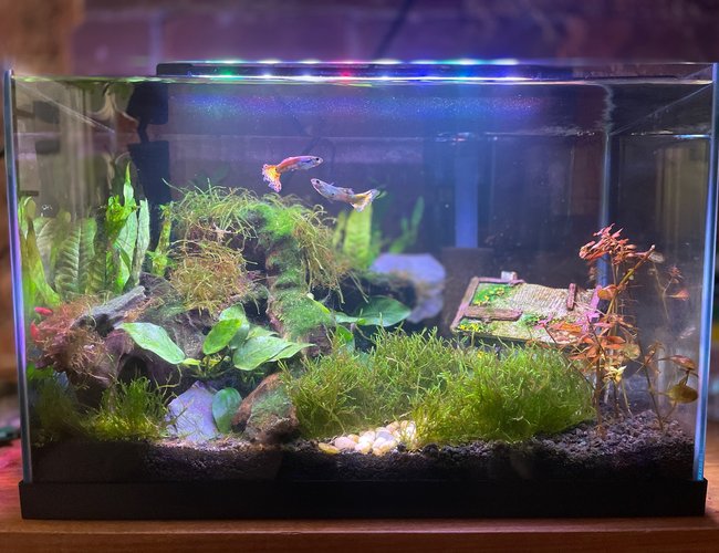 6 gallons planted tank (mostly live plants and fish) - Fairy garden - 2 month old low tech 6 gallon 6 gallons planted tank (mostly live plants and fish) - Fairy garden - 2 month old low tech 6 gallon