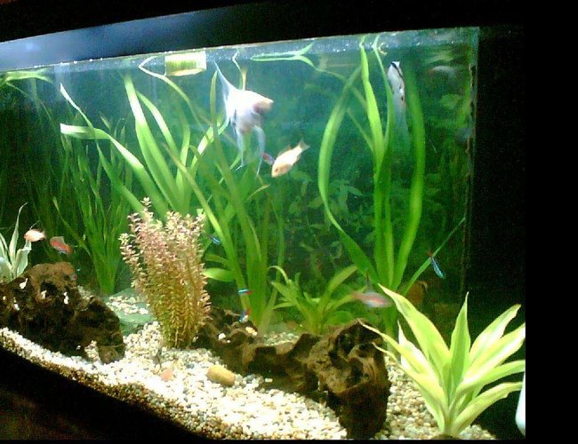 22 gallons planted tank (mostly live plants and fish) - Sometimes is hard work but most of the times its all fun 22 gallons planted tank (mostly live plants and fish) - Sometimes is hard work but most of the times its all fun