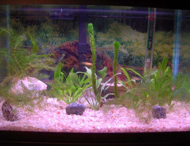 10 gallons planted tank (mostly live plants and fish) - My first tank. 10 Gallon with small fish and small plants. Aqua-Glo bulb gives everything the purplish tint... but I like the low CRI. 10 gallons planted tank (mostly live plants and fish) - My first tank. 10 Gallon with small fish and small plants. Aqua-Glo bulb gives everything the purplish tint... but I like the low CRI.