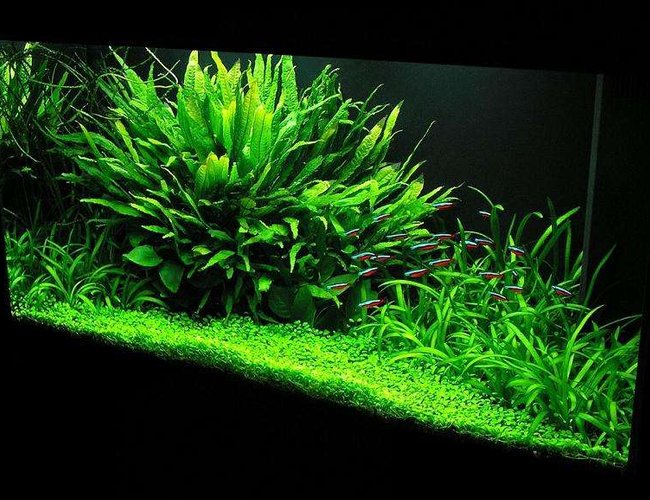 33 gallons planted tank (mostly live plants and fish) - 33 gal. Nature Aquarium 33 gallons planted tank (mostly live plants and fish) - 33 gal. Nature Aquarium