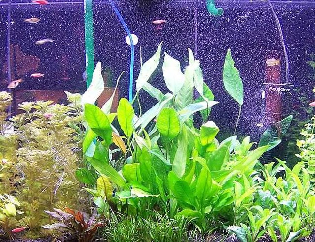 72 gallons planted tank (mostly live plants and fish) - This is my 72 gallon bow front planted tank. Enjoy! 72 gallons planted tank (mostly live plants and fish) - This is my 72 gallon bow front planted tank. Enjoy!