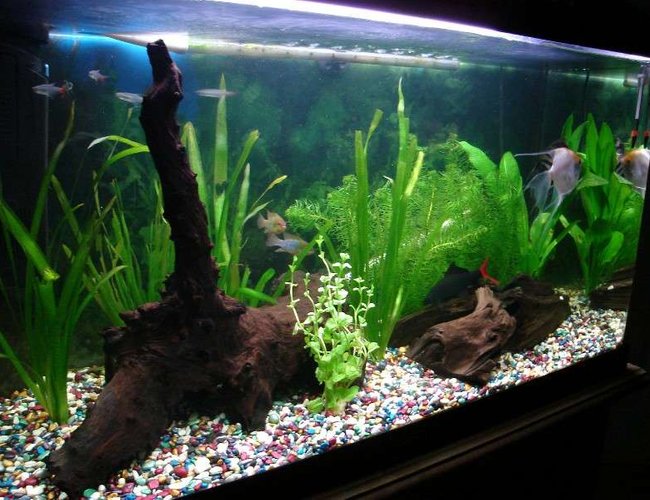 33 gallons planted tank (mostly live plants and fish) - 126 litre tank 33 gallons planted tank (mostly live plants and fish) - 126 litre tank