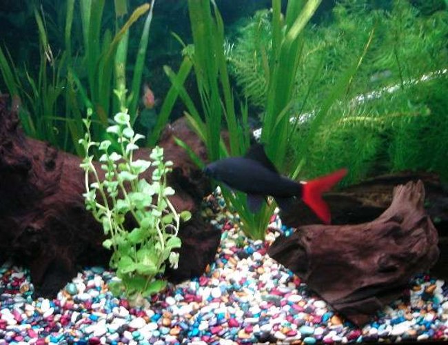 33 gallons planted tank (mostly live plants and fish) - Red Tailed Shark!! 33 gallons planted tank (mostly live plants and fish) - Red Tailed Shark!!