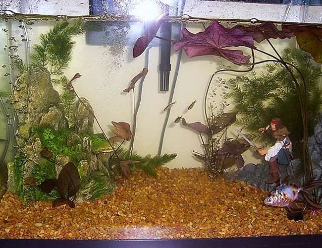 20 gallons planted tank (mostly live plants and fish) - This is my tank, one Calico Fantail, six Zebra Danios, and one Leopard Danio who got put in by mistake.
I also have alot of Lillies and some unknown bushy plant. 20 gallons planted tank (mostly live plants and fish) - This is my tank, one Calico Fantail, six Zebra Danios, and one Leopard Danio who got put in by mistake.
I also have alot of Lillies and some unknown bushy plant.