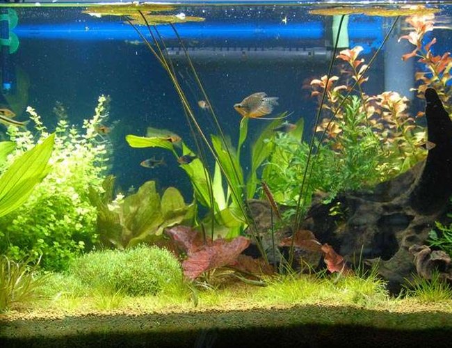 40 gallons planted tank (mostly live plants and fish) - My 40 gallon planted freshwater aquarium. I only discovered Takashi Amano after I started. Next time I'll try something in his style. Not a bad first effort though :-) 40 gallons planted tank (mostly live plants and fish) - My 40 gallon planted freshwater aquarium. I only discovered Takashi Amano after I started. Next time I'll try something in his style. Not a bad first effort though :-)