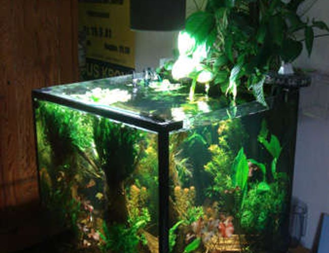 100 gallons planted tank (mostly live plants and fish) - complete 100 gallons planted tank (mostly live plants and fish) - complete