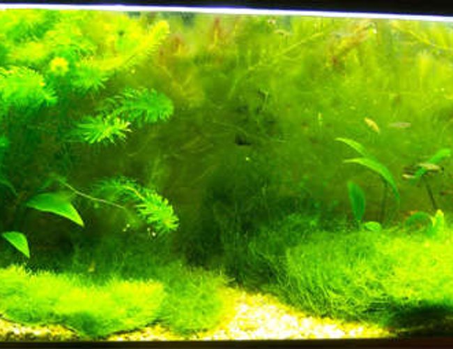 40 gallons planted tank (mostly live plants and fish) - 40 gallon tank 40 gallons planted tank (mostly live plants and fish) - 40 gallon tank