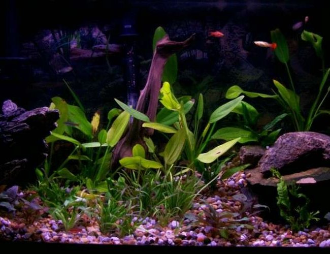 55 gallons planted tank (mostly live plants and fish) - lots of plants 6 diffrent kinds
4 diffrent tetras (16 fish)
3 fancy guppys
2 catfish
love natural look! caves and uneven stones 55 gallons planted tank (mostly live plants and fish) - lots of plants 6 diffrent kinds
4 diffrent tetras (16 fish)
3 fancy guppys
2 catfish
love natural look! caves and uneven stones
