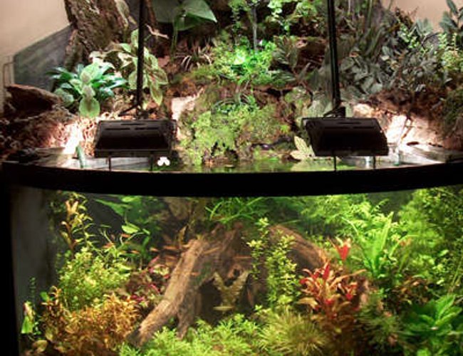 92 gallons planted tank (mostly live plants and fish) - Tropical Rain Forest 92 gallons planted tank (mostly live plants and fish) - Tropical Rain Forest