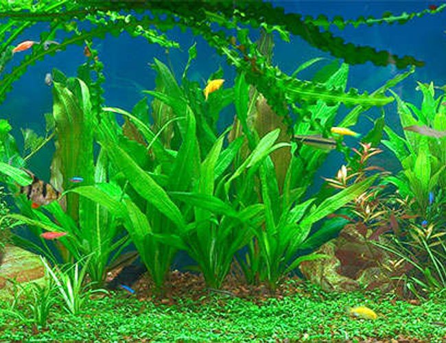 50 gallons planted tank (mostly live plants and fish) - 50 gallons planted community tank 50 gallons planted tank (mostly live plants and fish) - 50 gallons planted community tank