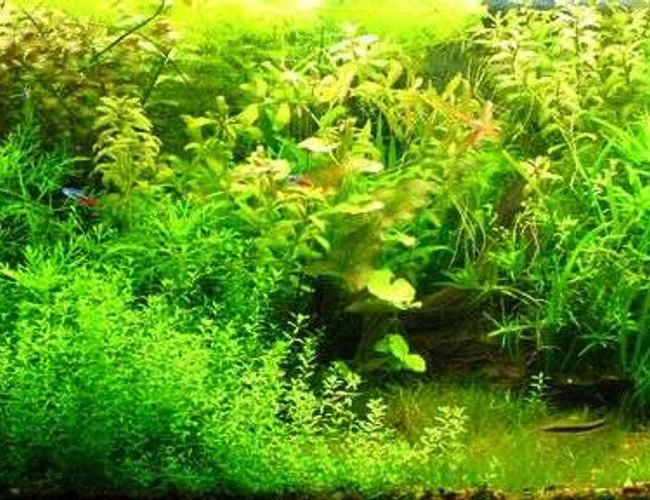 100 gallons planted tank (mostly live plants and fish) - My aquarium 100 gallons planted tank (mostly live plants and fish) - My aquarium