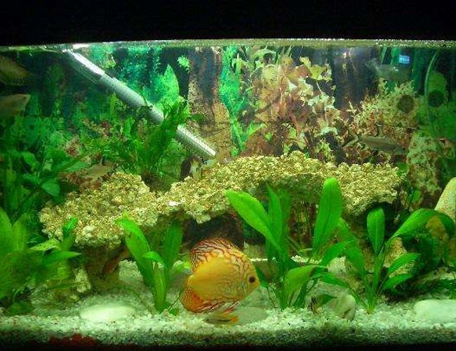 25 gallons planted tank (mostly live plants and fish) - my tank 25 gallons planted tank (mostly live plants and fish) - my tank