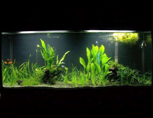 20 gallons planted tank (mostly live plants and fish) - 55 gallon tank 20 gallons planted tank (mostly live plants and fish) - 55 gallon tank