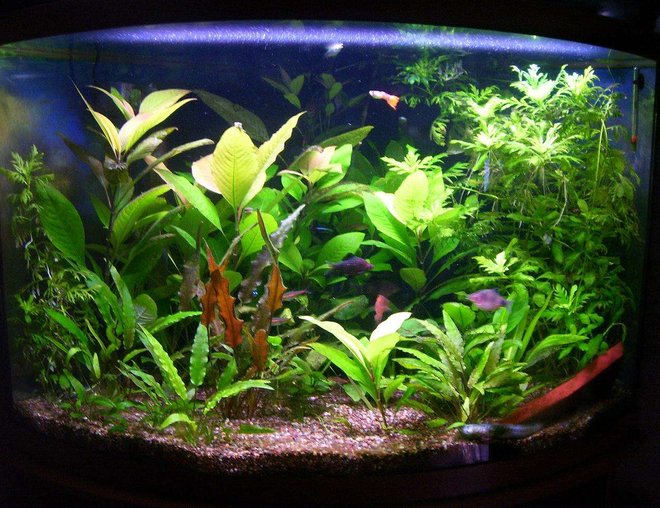 36 gallons planted tank (mostly live plants and fish) - 36 gallon corner bowfront 36 gallons planted tank (mostly live plants and fish) - 36 gallon corner bowfront