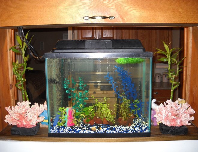 55 gallons planted tank (mostly live plants and fish) - 14g platy tank planted 55 gallons planted tank (mostly live plants and fish) - 14g platy tank planted