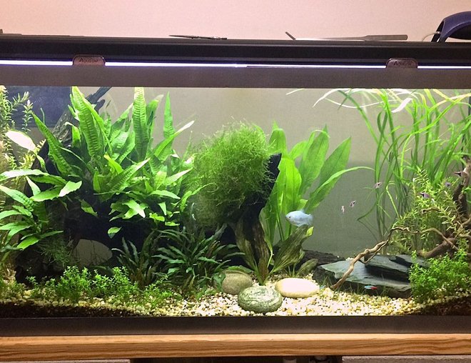 55 gallons planted tank (mostly live plants and fish) - 55 gal planted tank. 55 gallons planted tank (mostly live plants and fish) - 55 gal planted tank.