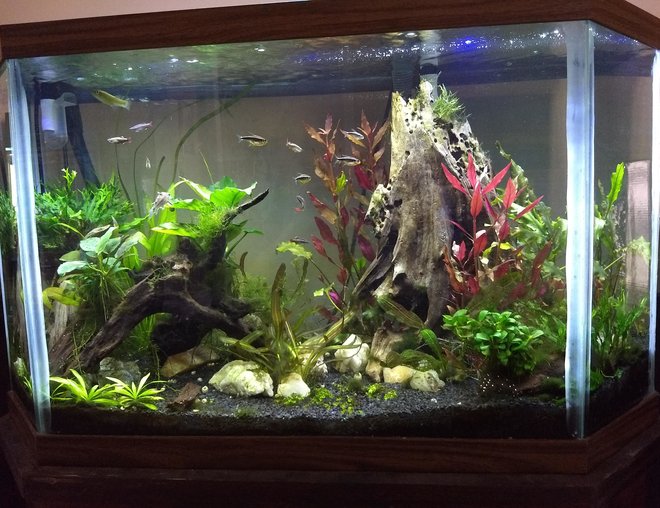 45 gallons planted tank (mostly live plants and fish) - 45 gal high tech. Needs work, looking for suggestions!! :) 45 gallons planted tank (mostly live plants and fish) - 45 gal high tech. Needs work, looking for suggestions!! :)