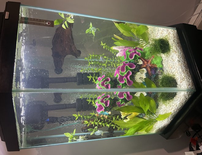 36 gallons planted tank (mostly live plants and fish) - 36 gallon tank plants and drift wood and center decorations piece. 36 gallons planted tank (mostly live plants and fish) - 36 gallon tank plants and drift wood and center decorations piece.