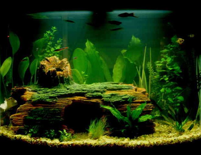 28 gallons planted tank (mostly live plants and fish) 28 gallons planted tank (mostly live plants and fish)