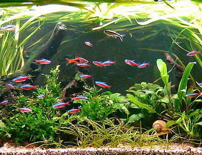 planted tank (mostly live plants and fish) - 120 l planted tank (mostly live plants and fish) - 120 l